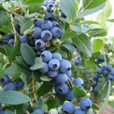 Голубика ЭЛЛИОТ — описание сорта Голубика ЭЛЛИОТ в Санкт-Петербурге