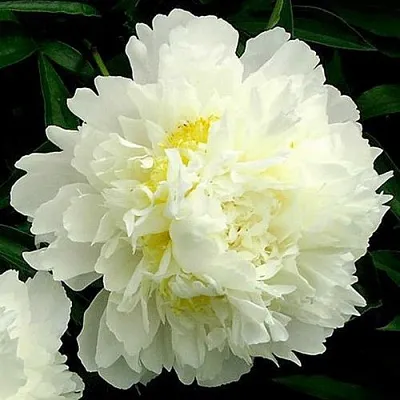 Пион ЗОЛОТОЙ ОРЕОЛ травянистый  Пион ЗОЛОТОЙ ОРЕОЛ травянистый в Санкт-Петербурге