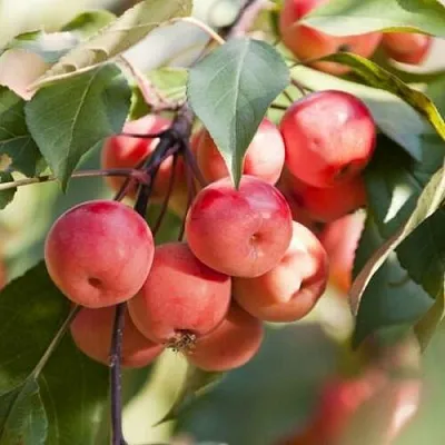Яблоня ВИШНЕПЛОДНАЯ декоративная в Санкт-Петербурге