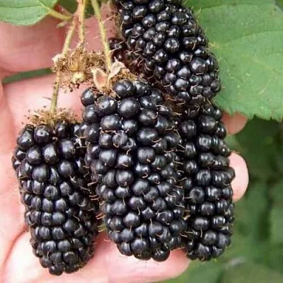 Ежевика ЛОХ НЕСС бесшипная  Ежевика ЛОХ НЕСС бесшипная в Санкт-Петербурге