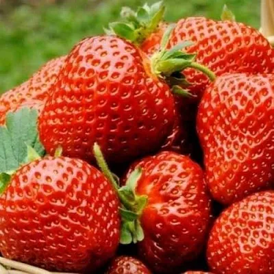 Клубника ФЛОРЕНС  Клубника ФЛОРЕНС в Санкт-Петербурге