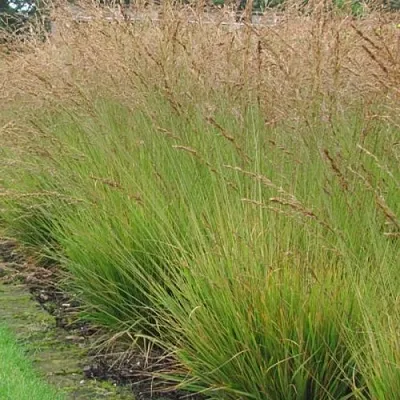 Молиния ПОЛ ПЕТЕРСОН голубая  Молиния ПОЛ ПЕТЕРСОН голубая в Санкт-Петербурге