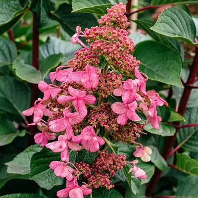 Гортензия ИНФИНИТИ метельчатая  Гортензия ИНФИНИТИ метельчатая в Санкт-Петербурге