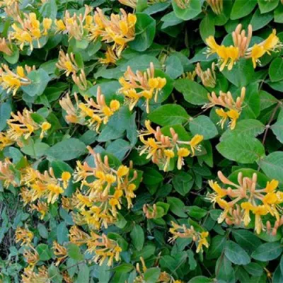 Жимолость ТЕЛЬМАНА в Санкт-Петербурге