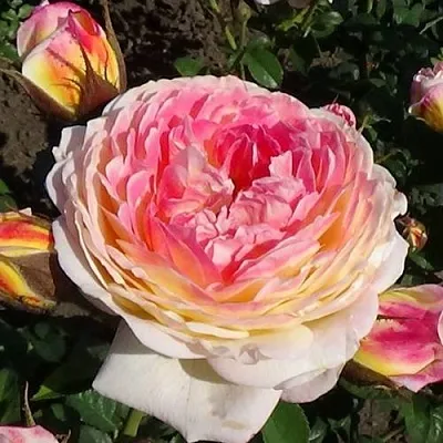 Саженцы роз РОЗОМАН ЖАНОН шраб  Саженцы роз РОЗОМАН ЖАНОН шраб в Санкт-Петербурге