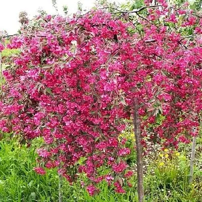 Яблоня КИНГ БЬЮТИ декоративная  Яблоня КИНГ БЬЮТИ декоративная в Санкт-Петербурге