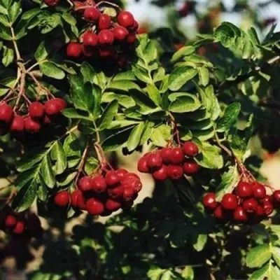 Рябина РУБИНОВАЯ сладкоплодная в Санкт-Петербурге