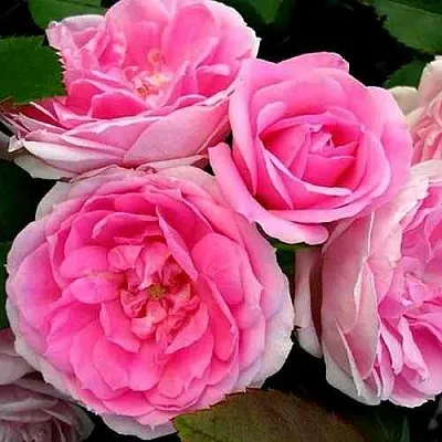 Саженцы роз ПРЕЙРИ ДЖОЙ шраб  Саженцы роз ПРЕЙРИ ДЖОЙ шраб в Санкт-Петербурге