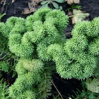 Очиток (седум) КРИСТАТУМ отогнутый в Санкт-Петербурге