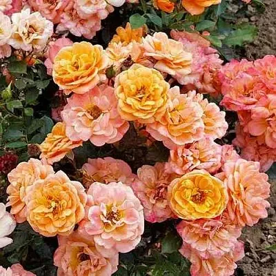 Саженцы роз ЭПРИКОТ КЛЕМЕНТИНА миниатюрная  Саженцы роз ЭПРИКОТ КЛЕМЕНТИНА миниатюрная в Санкт-Петербурге