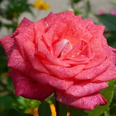 Саженцы роз ПЬЕР КАРДЕН чайно-гибридная  Саженцы роз ПЬЕР КАРДЕН чайно-гибридная в Санкт-Петербурге