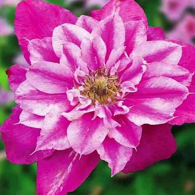 Клематис МАЙ ДАРЛИНГ   Клематис МАЙ ДАРЛИНГ  в Санкт-Петербурге