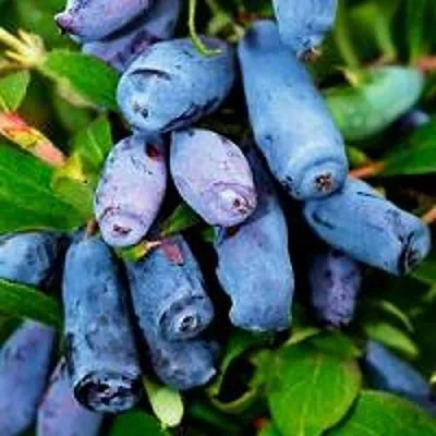 Жимолость съедобная ВОЛХОВА  Жимолость съедобная ВОЛХОВА в Санкт-Петербурге