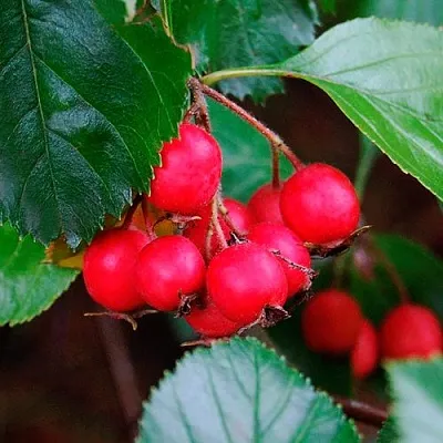 Боярышник ЛЮДМИЛ  Боярышник ЛЮДМИЛ в Санкт-Петербурге