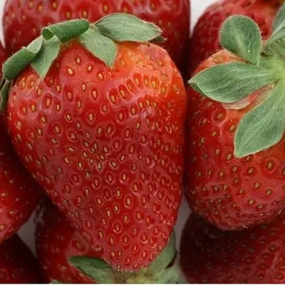 Клубника ФЛАМИНИЯ  Клубника ФЛАМИНИЯ в Санкт-Петербурге