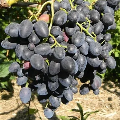 Виноград НАДЕЖДА АЗОС  Виноград НАДЕЖДА АЗОС в Санкт-Петербурге