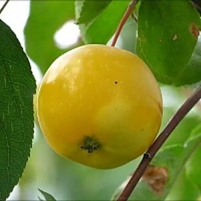 Яблоня КИТАЙКА ЖЁЛТАЯ колонновидная  Яблоня КИТАЙКА ЖЁЛТАЯ колонновидная в Санкт-Петербурге