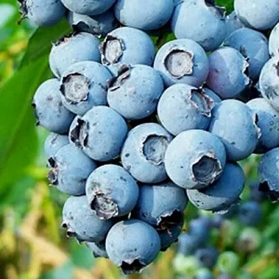 Голубика БРИГИТТА БЛЮ  Голубика БРИГИТТА БЛЮ в Санкт-Петербурге