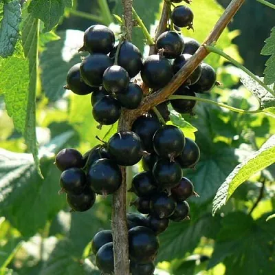 Смородина черная ВОЛОГДА в Санкт-Петербурге