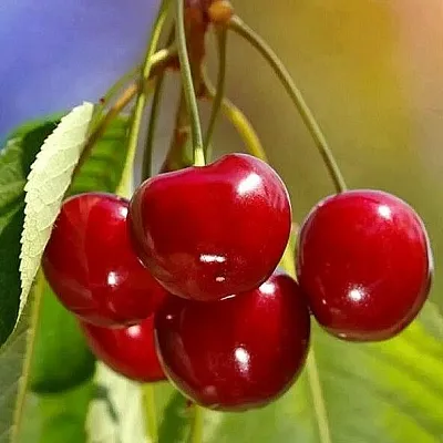 Черешня ТЕРЕМОШКА  Черешня ТЕРЕМОШКА в Санкт-Петербурге