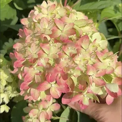 Гортензия ЛИТТЛ ЛАВ метельчатая  Гортензия ЛИТТЛ ЛАВ метельчатая в Санкт-Петербурге