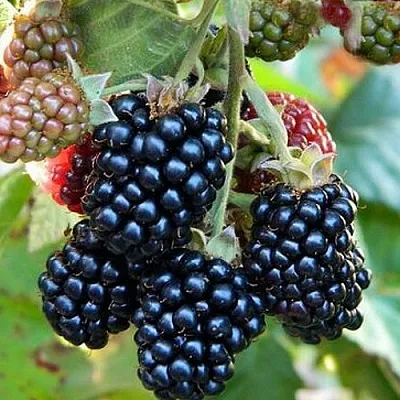 Ежевика ОУАЧИТА бесшипная  Ежевика ОУАЧИТА бесшипная в Санкт-Петербурге