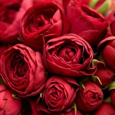 Саженцы роз РЕД ЛЕЙС спрей  Саженцы роз РЕД ЛЕЙС спрей в Санкт-Петербурге