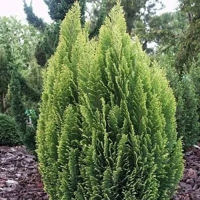 Кипарисовик ЭЛВУДИ ЭМПАЙР лавсана  Кипарисовик ЭЛВУДИ ЭМПАЙР лавсана в Санкт-Петербурге