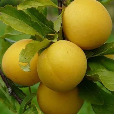 Слива СОЛНЫШКО  Слива СОЛНЫШКО в Санкт-Петербурге