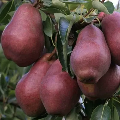 Груша РЕД ВИЛЬЯМС  Груша РЕД ВИЛЬЯМС в Санкт-Петербурге