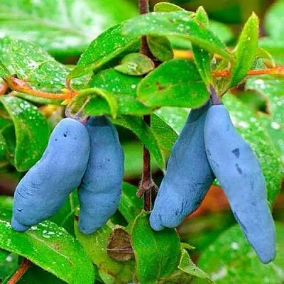 Жимолость съедобная МОРЕНА  Жимолость съедобная МОРЕНА в Санкт-Петербурге