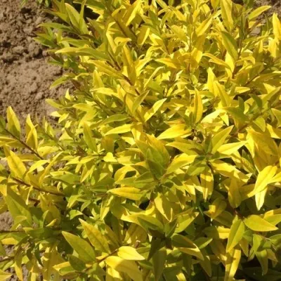 Бирючина АУРЕА обыкновенная — описание сорта Бирючина АУРЕА обыкновенная в Санкт-Петербурге