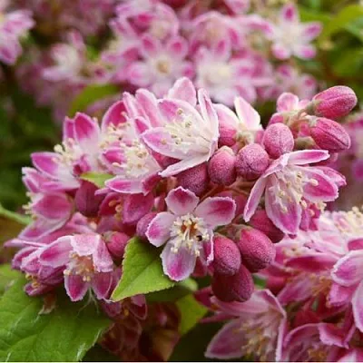 Дейция СТРОБЕРРИ ФИЛДС   Дейция СТРОБЕРРИ ФИЛДС  в Санкт-Петербурге