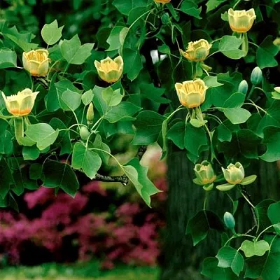 Лириодендрон  в Санкт-Петербурге