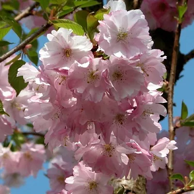 Вишня АККОЛЕЙД цветущая в Санкт-Петербурге