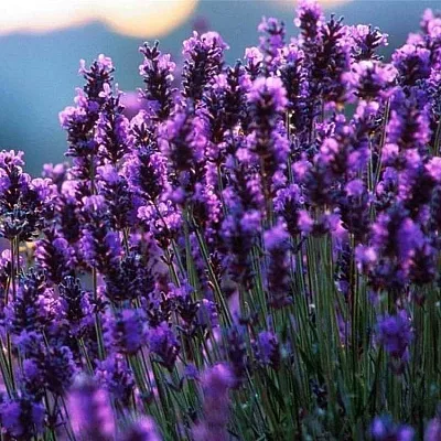 Лаванда  Лаванда в Санкт-Петербурге