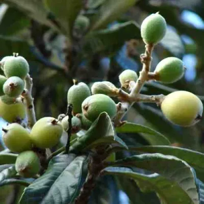 МУШМУЛА  — описание сорта МУШМУЛА  в Санкт-Петербурге