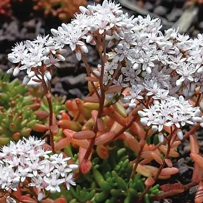 Очиток (седум) КОРАЛ КАРПЕТ белый в Санкт-Петербурге