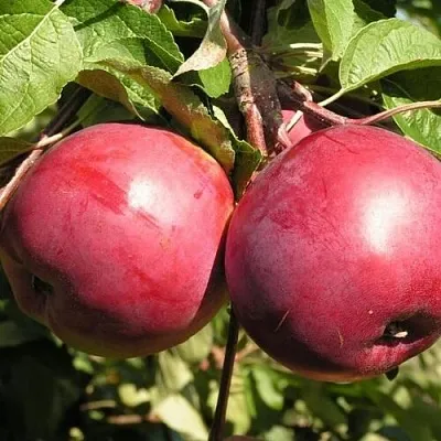 Яблоня ДАРУНАК в Санкт-Петербурге