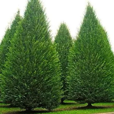 Граб  в Санкт-Петербурге