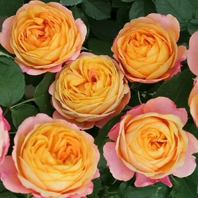 Саженцы роз БЕБИ РОМАНТИКА миниатюрная  Саженцы роз БЕБИ РОМАНТИКА миниатюрная в Санкт-Петербурге