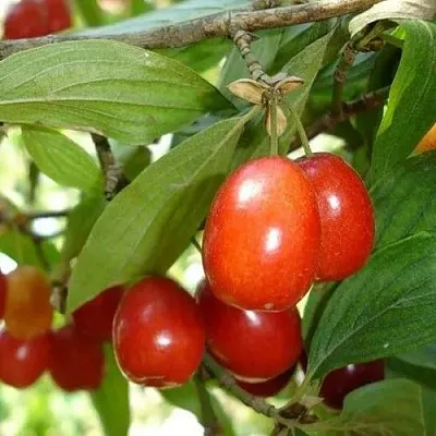 Кизил КОРАЛЛОВЫЙ МАРКА  Кизил КОРАЛЛОВЫЙ МАРКА в Санкт-Петербурге