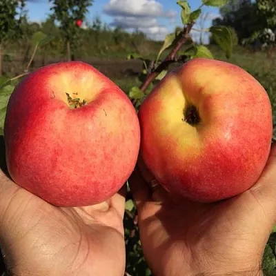 Яблоня КОВРОВОЕ стелющаяся в Санкт-Петербурге