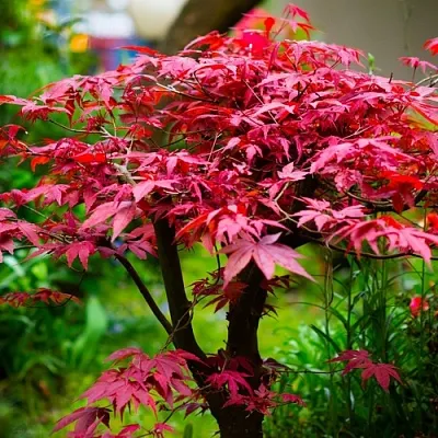 Клен дланевидный АТРОПУРПУРЕУМ в Санкт-Петербурге