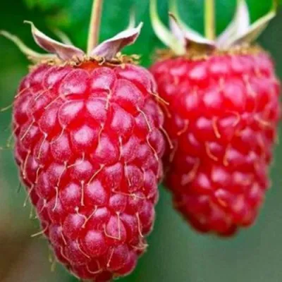 Малина БРИЛЛИАНТОВАЯ — описание сорта Малина БРИЛЛИАНТОВАЯ в Санкт-Петербурге