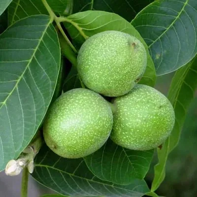 Грецкий орех ЮРИЙ ГАГАРИН в Санкт-Петербурге