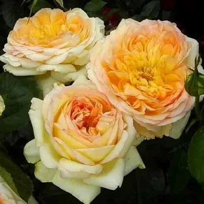 Саженцы роз АЛЬФОНС ДОДЕ чайно-гибридная  Саженцы роз АЛЬФОНС ДОДЕ чайно-гибридная в Санкт-Петербурге