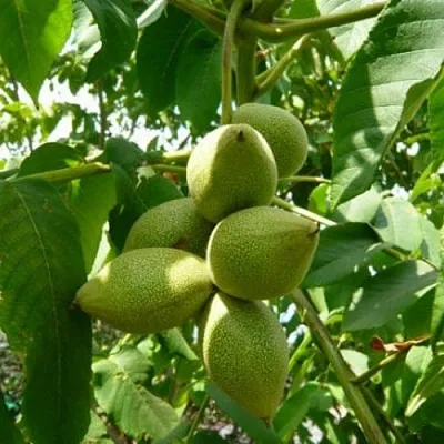 Маньчжурский орех  в Санкт-Петербурге