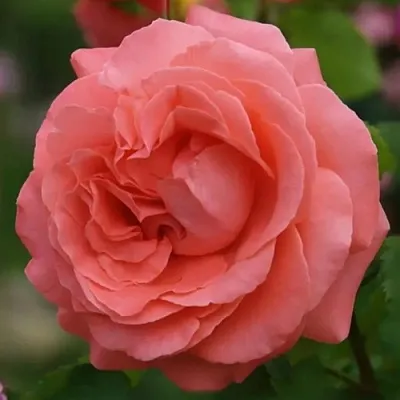 Саженцы роз ДИДИ БРИДЖУОТЕР плетистая  Саженцы роз ДИДИ БРИДЖУОТЕР плетистая в Санкт-Петербурге