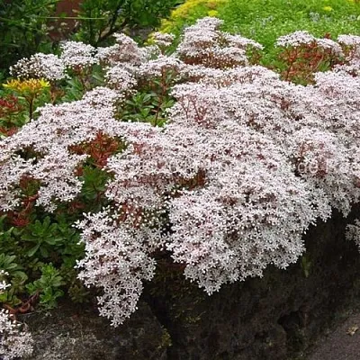 Очиток (седум) МУРАЛЕ белый в Санкт-Петербурге